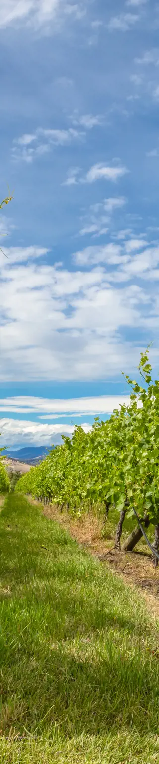 Erlebe mehr als Wein im Tamar Valley